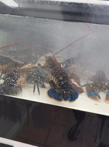 Live Lobsters at Molloy's Seafood Factory